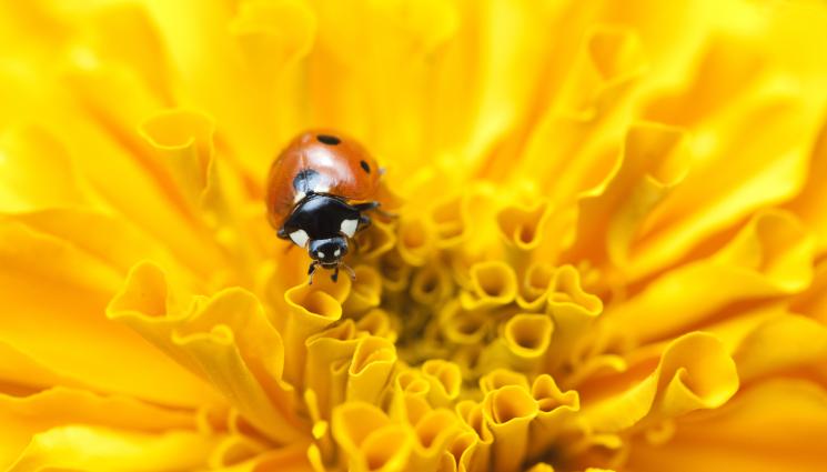 калинка - Агро Телеграф: Копър, латинка и турта привличат калинките