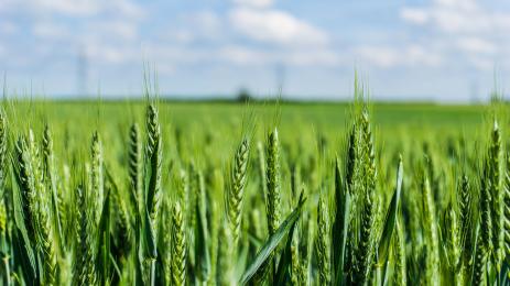пшеница