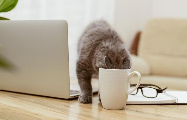 Котка и кафе
