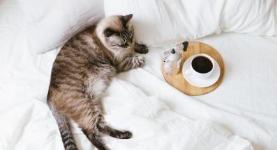 Котка и кафе