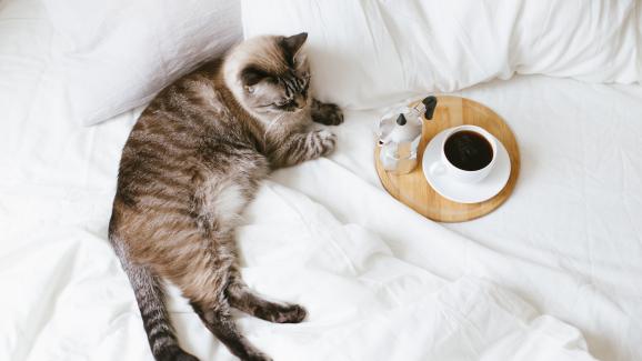 Какво да направим, ако котката е пила кафе