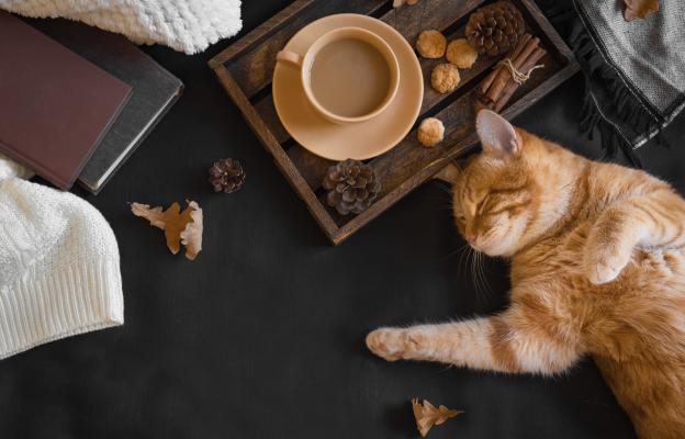 Котка и кафе