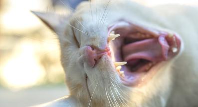 котка отблизо