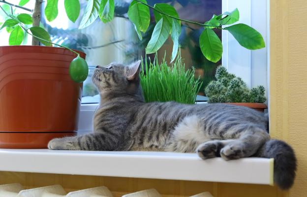 котка и растения
