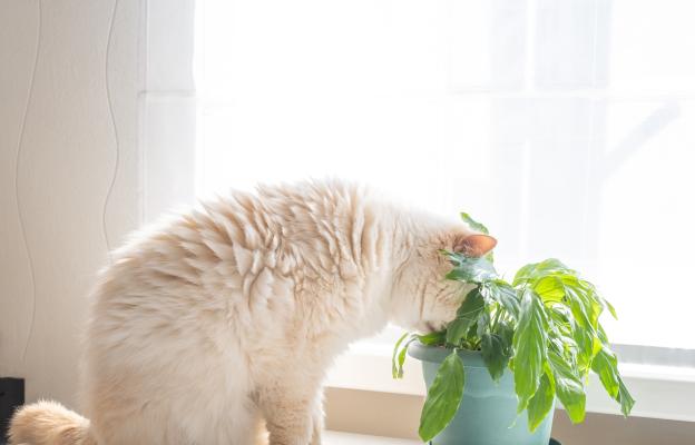 котка и растения