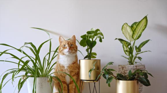 13 идеи как да отглеждате цветя, въпреки че имате котка