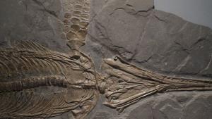 Китайски учени откриха фосили на ихтиозавър от рода хималаизавър