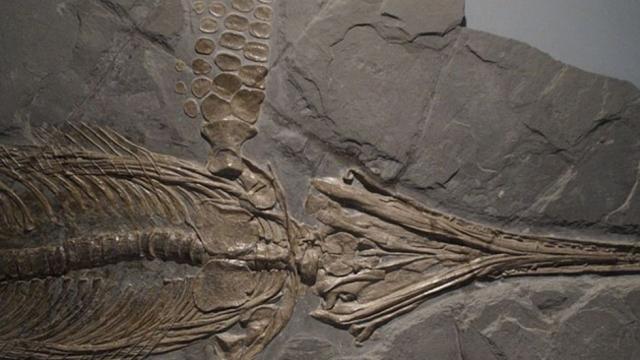 13 древни зъба разкриват нова глава в историята на човешката еволюция