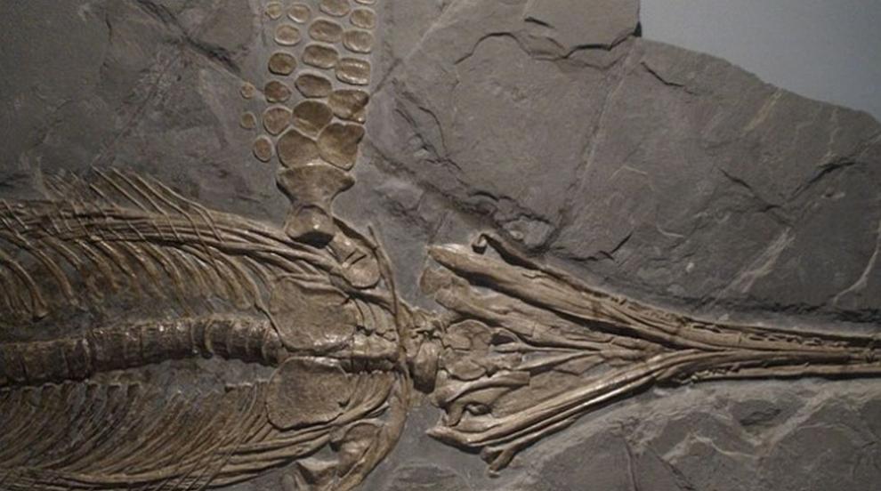 13 древни зъба разкриват нова глава в историята на човешката еволюция