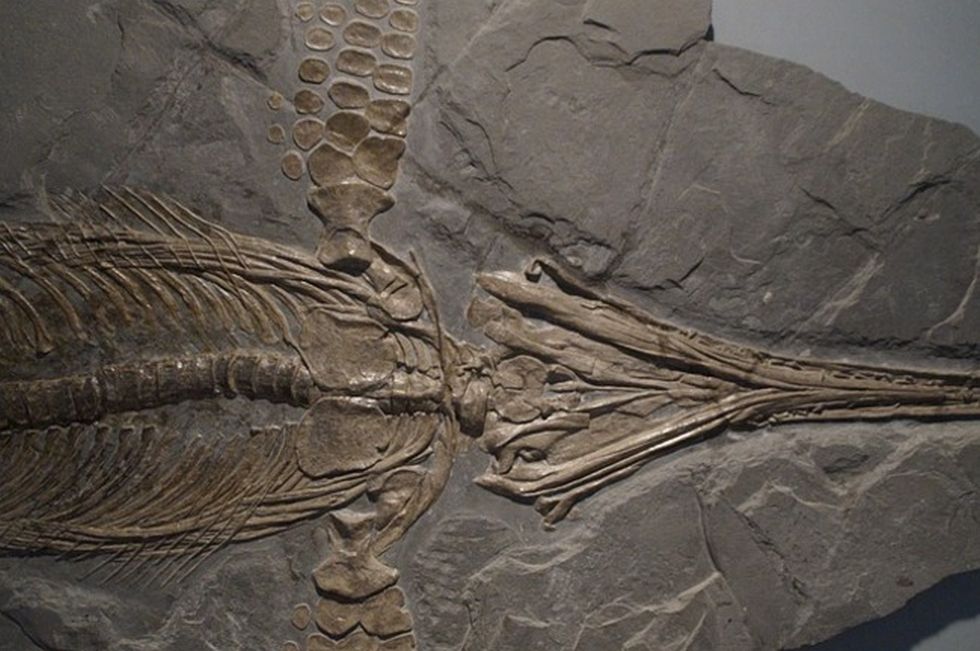 Китайски учени откриха фосили на ихтиозавър от рода хималаизавър“ -