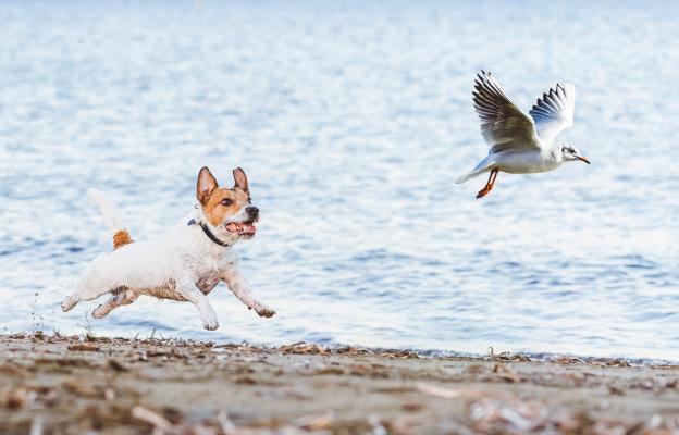 куче гони птица