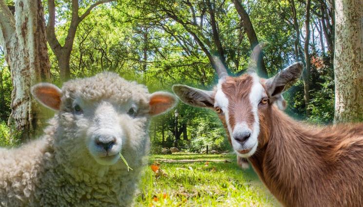 а - ЗА ДА ПОДДЪРЖАТ ПАРКОВЕТЕ: Ню Йорк смени козите с овце