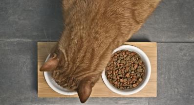 купи за храна и вода и котка