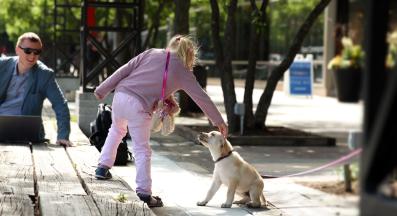 куче дружелюбно