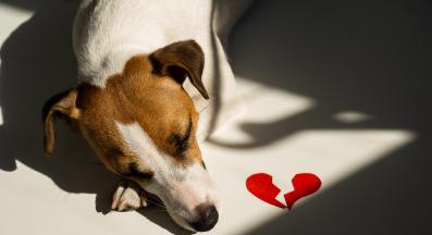 куче нещастно