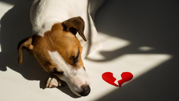 6 начина как наранявате чувствата на кучето си (без дори да се усетите!)