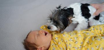 Защо бебешкият плач разстройва кучетата
