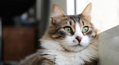 котка у дома