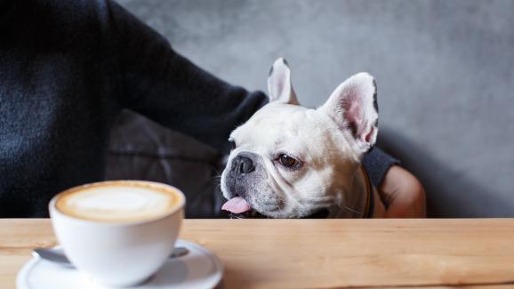 7 популярни храни и напитки, опасни за кучетата