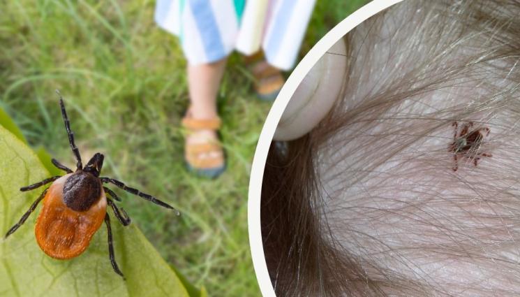 кърлеж - ВНИМАНИЕ: Кърлежи заразяват с Лаймска болест!