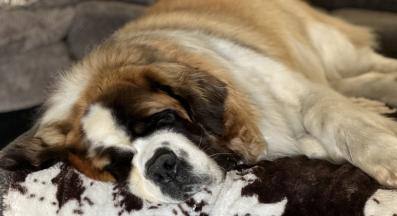 голямо куче