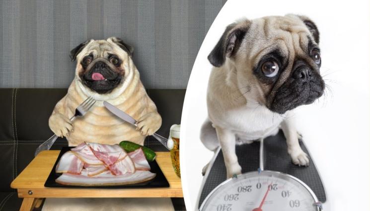 а - 8 породи шишковци: Вижте кои кучета са склонни към наднормено тегло