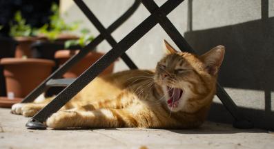 котка през лятото