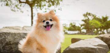 10 от най-умните малки породи кучета