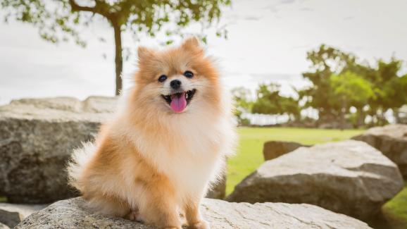 10 от най-умните малки породи кучета