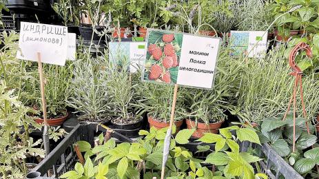 малини индрише