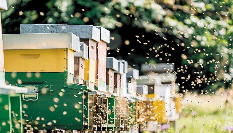 кошери - Агро Телеграф: Кошерите трябва да са обърнати на юг, далеч от оживени пътища