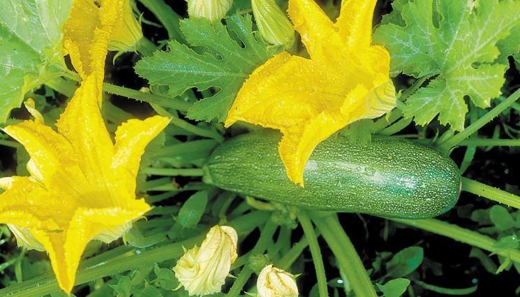 тикчивки - Агро Телеграф: Опрашваме тиквичките на ръка