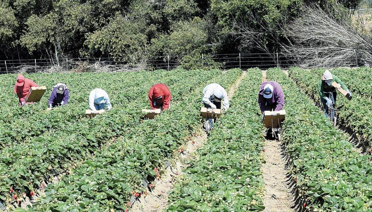 англия работници визи - Агро Телеграф: Великобритания отпуска още 10 000 визи за сезонни работници