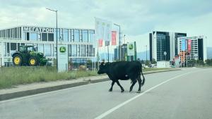 Свободно пасяща крава прелита край летище София Булфото Гледката не