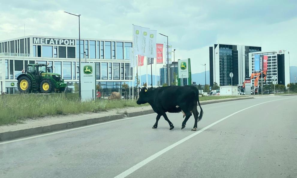 Свободно пасяща крава прелита“ край летище София. Булфото Гледката не