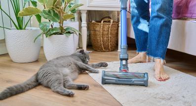 почистване на дома и котка