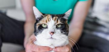 8 възможни признака, че котката ви защитава