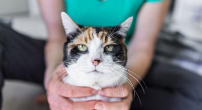 котка и стопанин