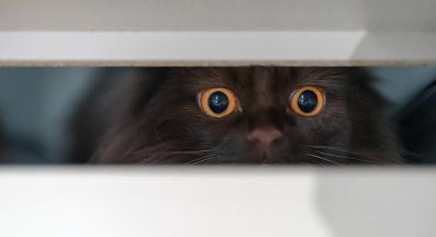 уплашена котка