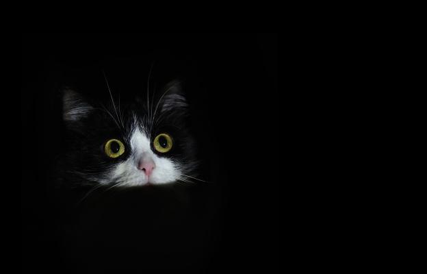 уплашена котка
