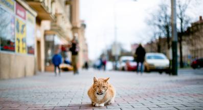 котка навън