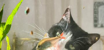 Как да предпазим аквариум с рибки от котка