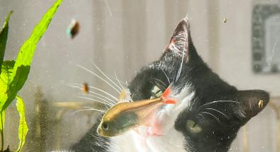 котка и аквариум с рибки