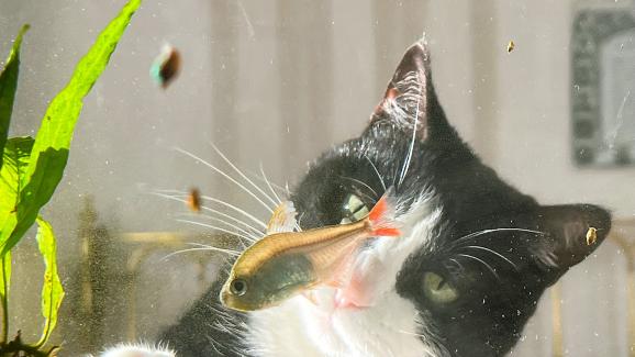 Как да предпазим аквариум с рибки от котка