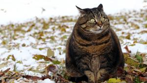 Дебела котка е жива и здрава след като оцелява при