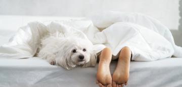 Спят ли големите кучета повече, отколкото малките?