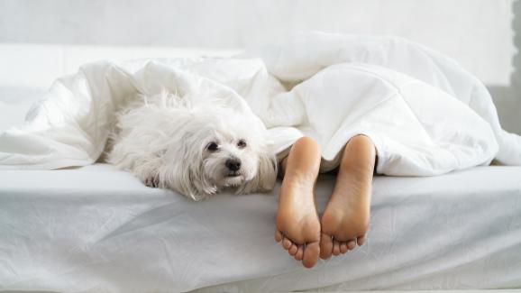 Спят ли големите кучета повече, отколкото малките?