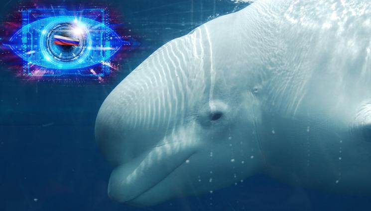 s - КИТ РАЗБУНИ ДУХОВЕТЕ! Мистериозна белуга се появи край бреговете на Швеция, заподозряха го в шпионаж за Русия