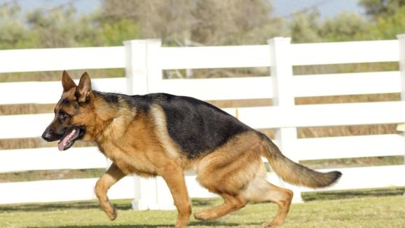 Първи признаци на тазобедрена дисплазия при кучетата