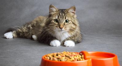 котка се храни